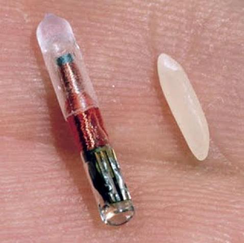 Een RFID chip in vergelijking tot een rijstkorrel
