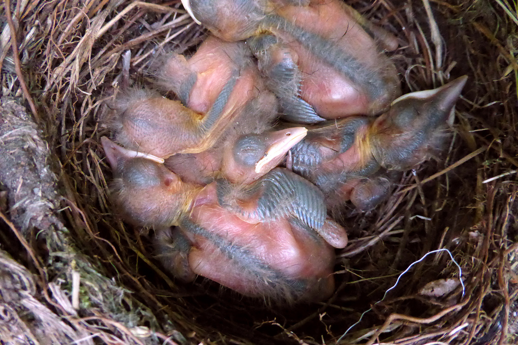 Nest jonge merels