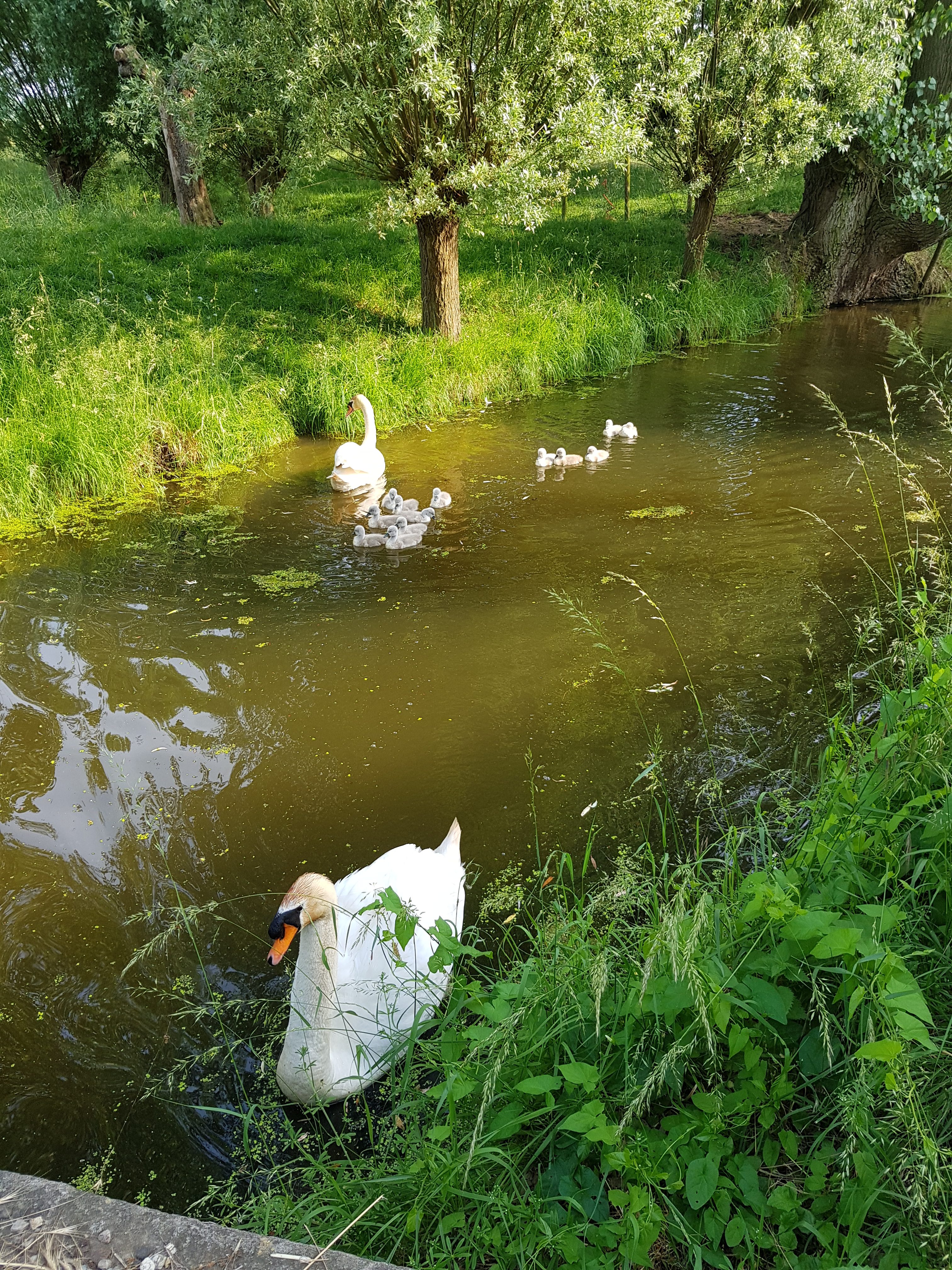Een zwanenfamilie met 13 jongen