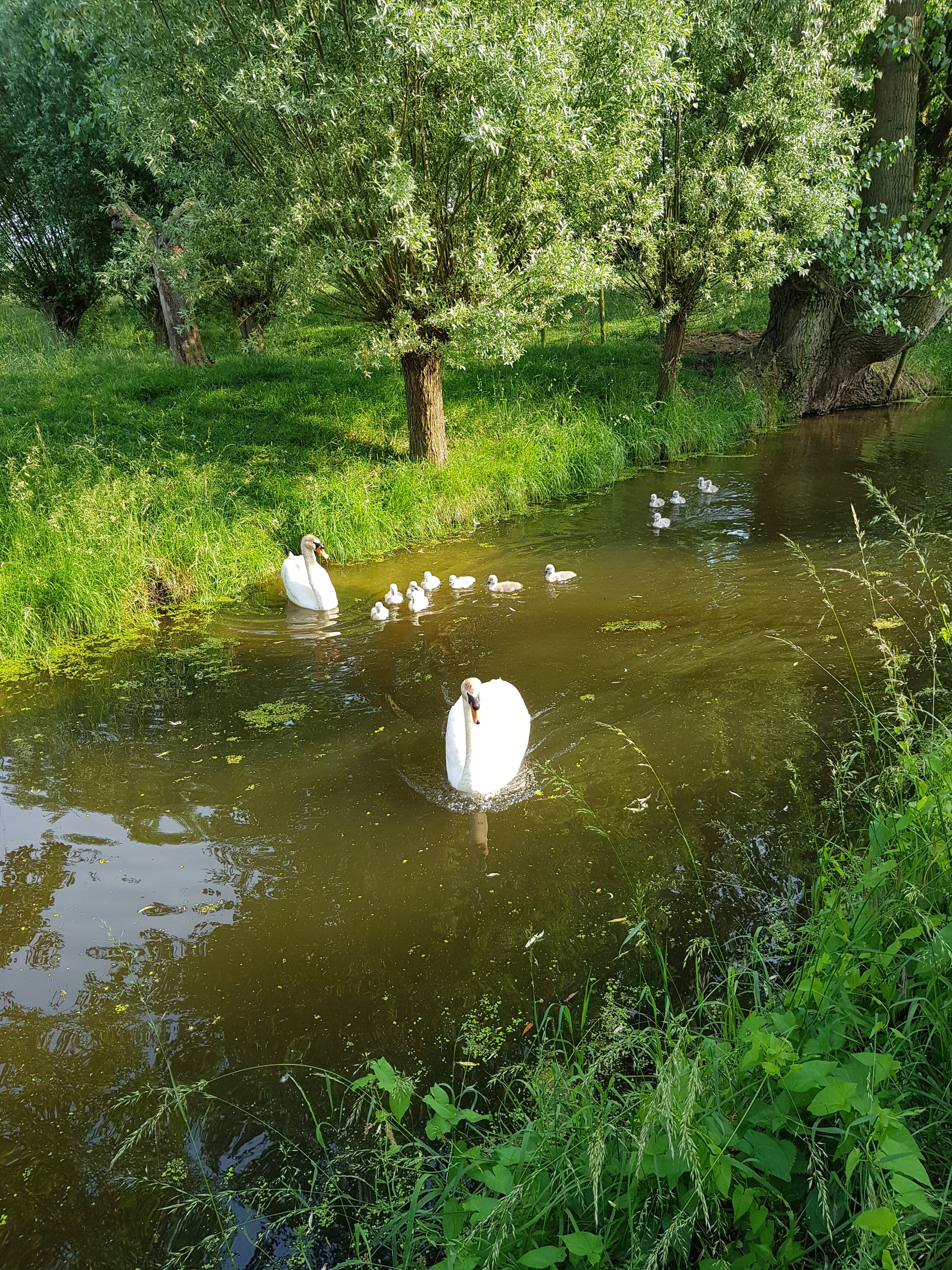 Familie zwaan