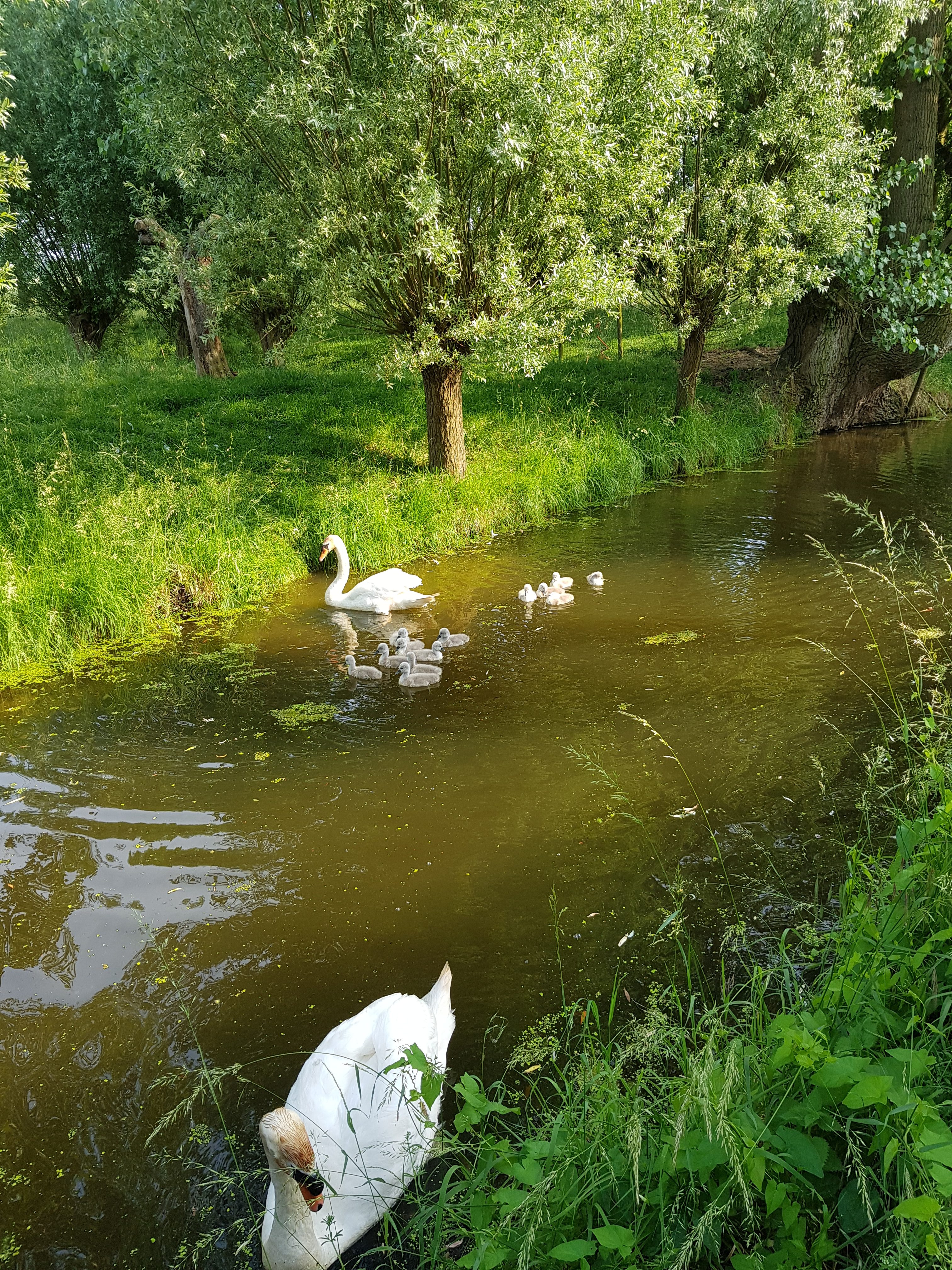 Een zwanenfamilie met 13 jongen
