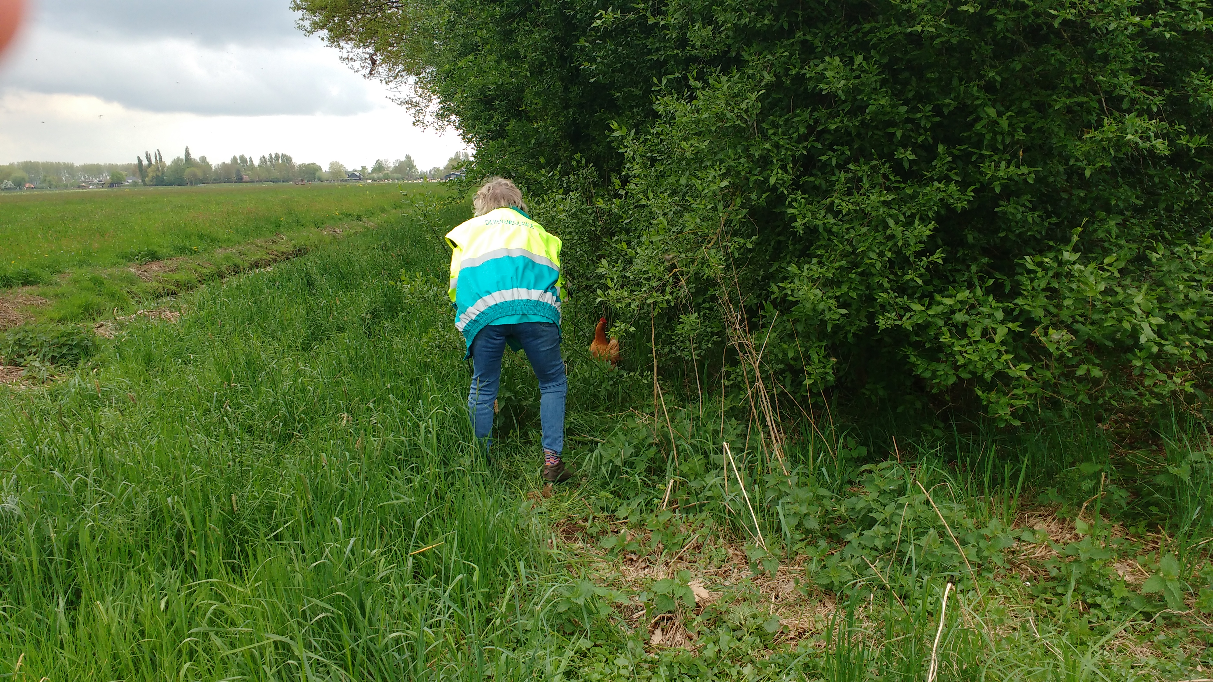 13 kippen vangen vergt flink wat toewijding