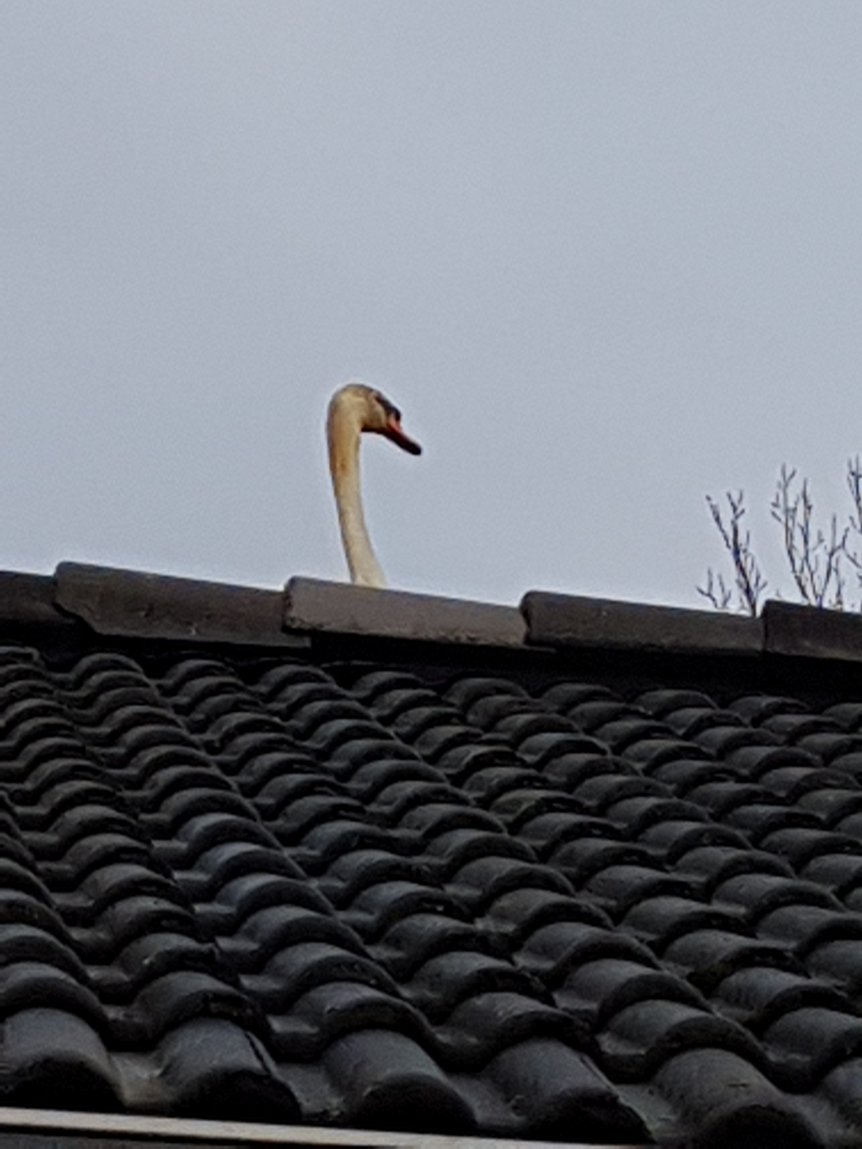 Een zwaan op het dak