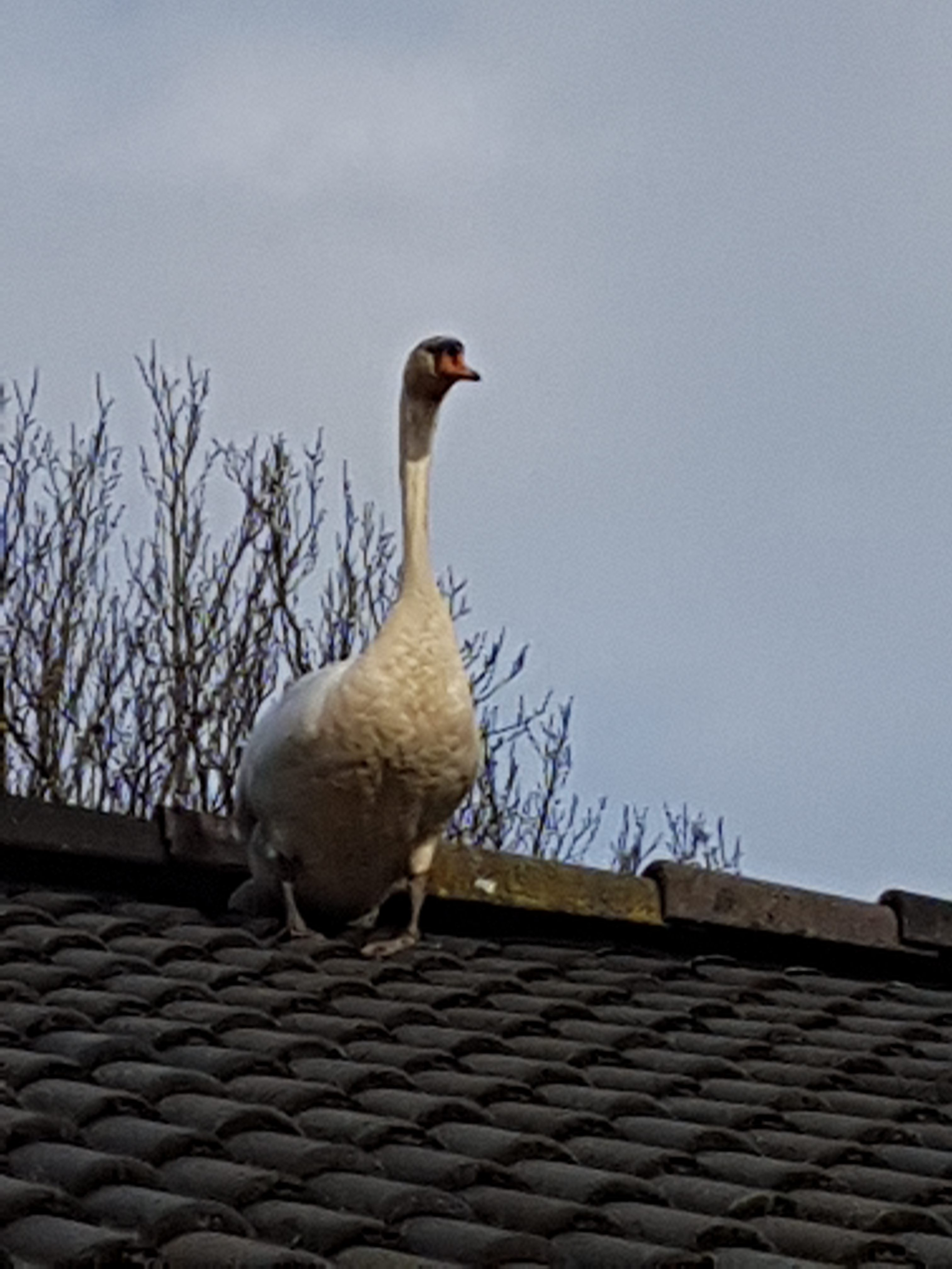 Een zwaan op het dak