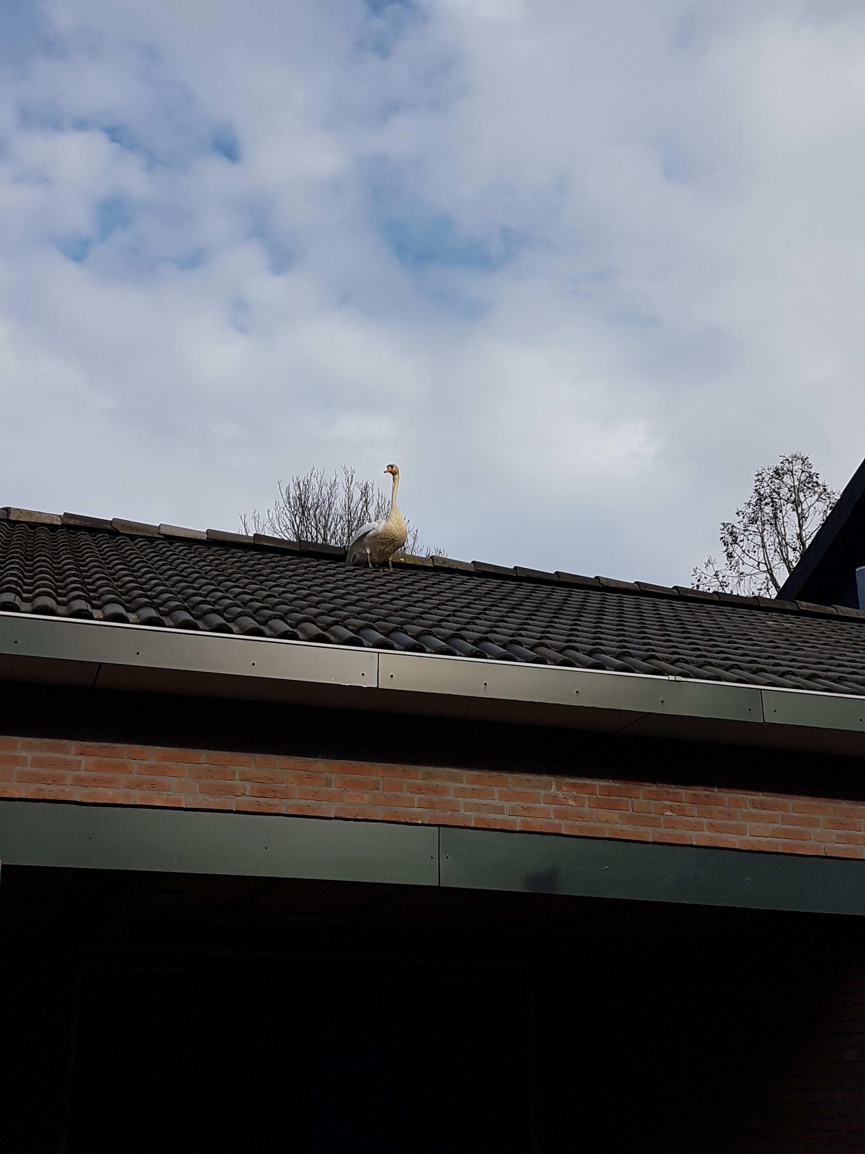 Een zwaan op het dak