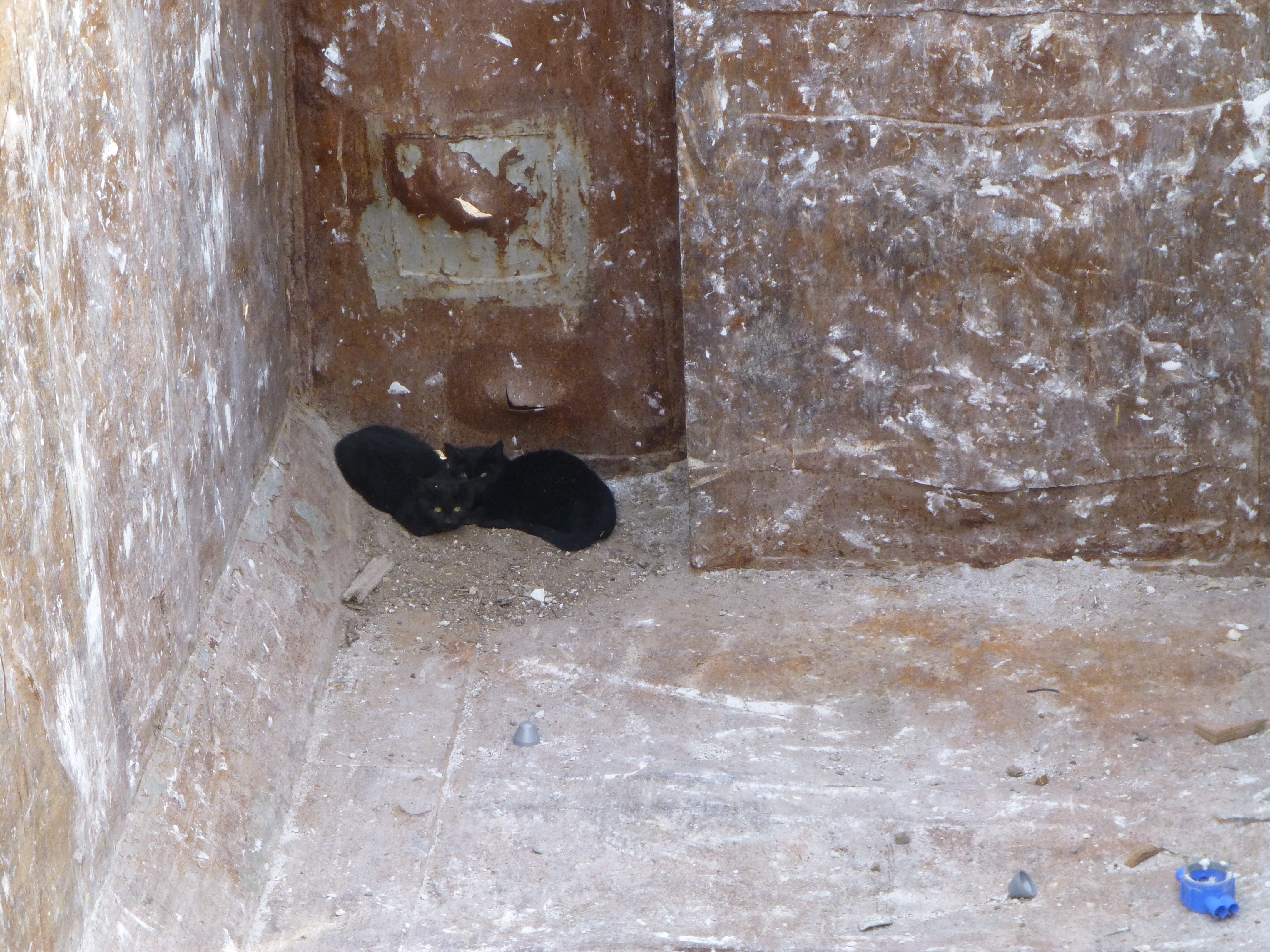 Kittens in container 2