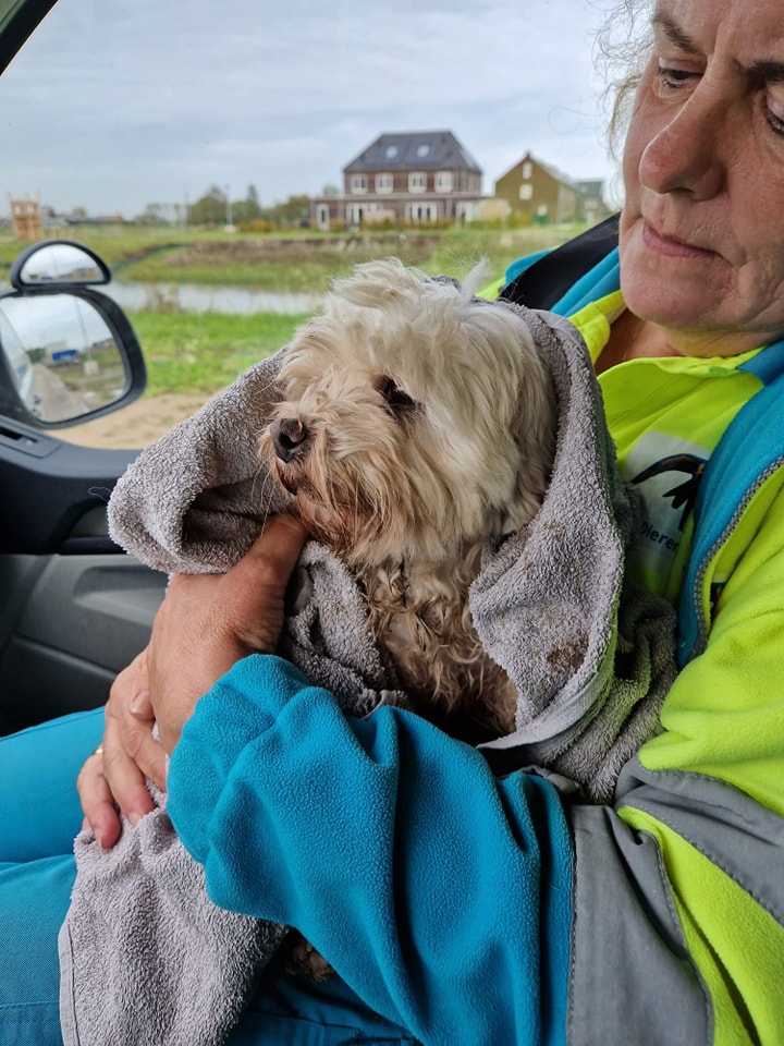 Daisy die vermist was in Culemborg is safe!