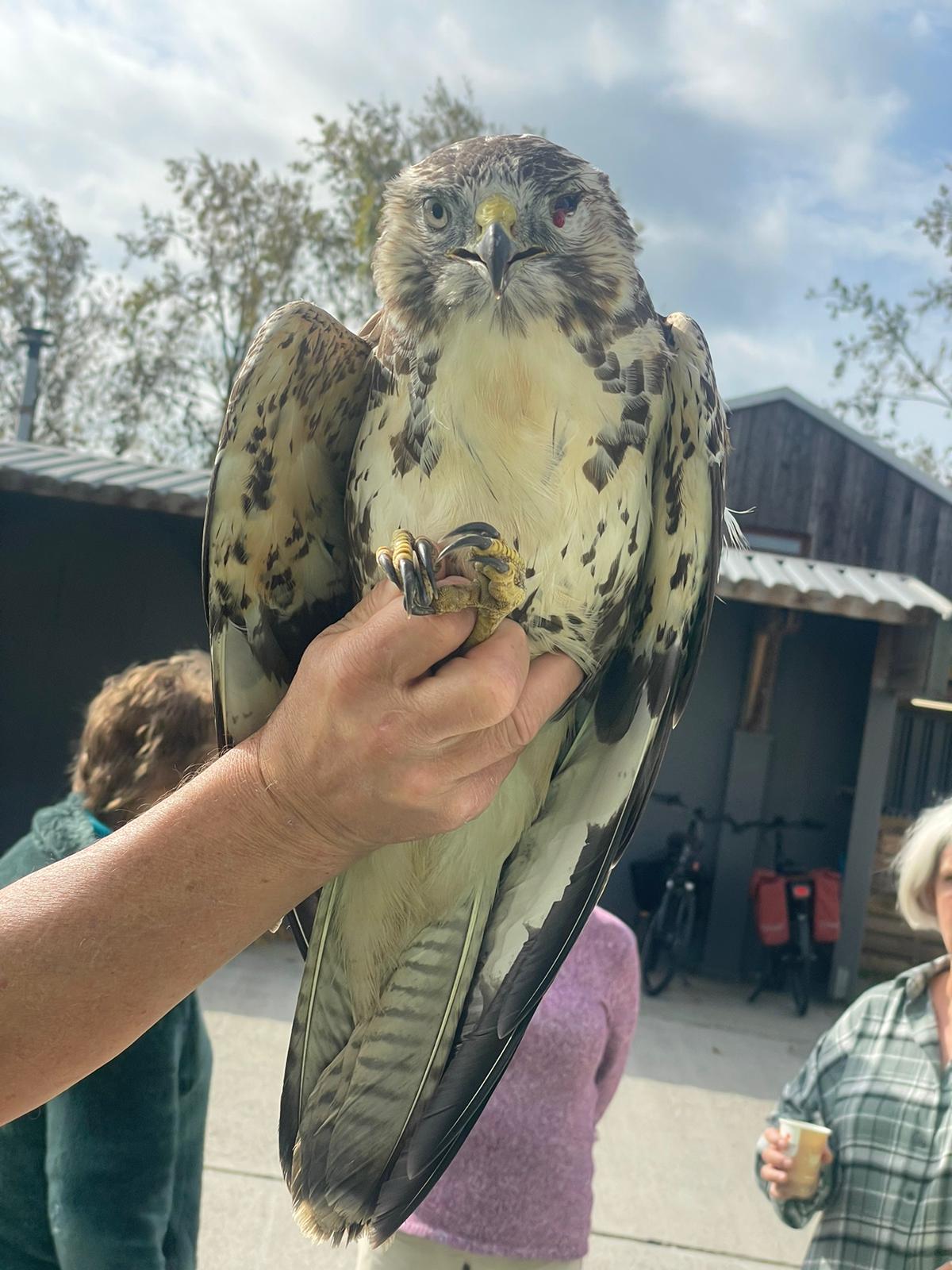 Buizerd met een dik oog