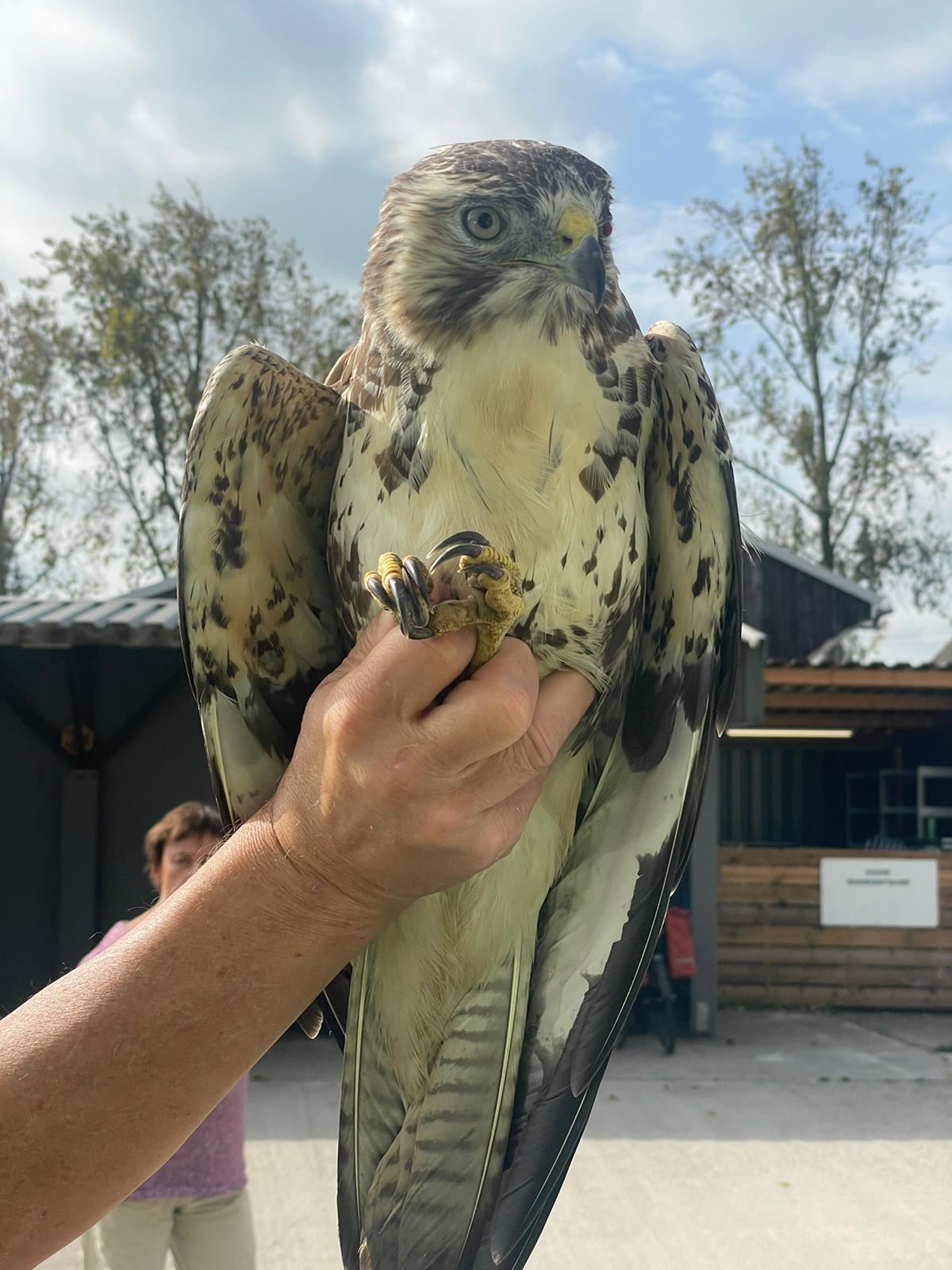 Buizerd met een dik oog