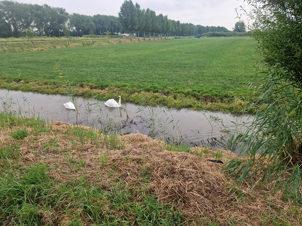 Zwanenpul in het nauw