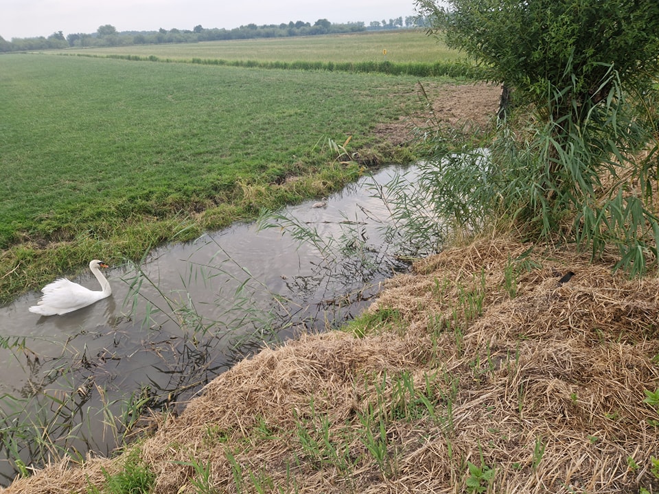 Zwanenpul in het nauw