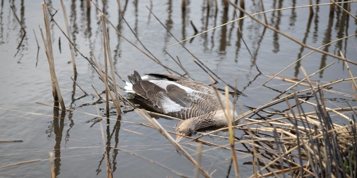 LET OP... Vogelgriep neemt weer toe!!!